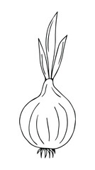Vector sketch of onions isolated on white background. Line silhouette handmade.