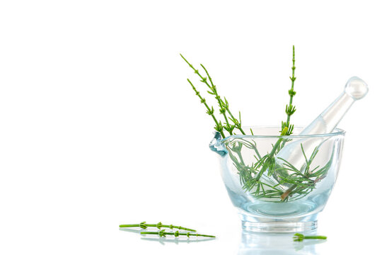Image of horsetails in a glass mortar isolated on white background.