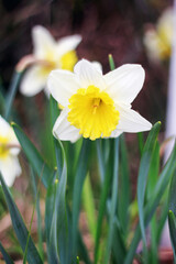 A white and yellow narcissus growing in a meadow somewhere in Poland