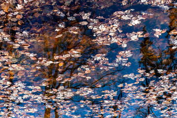 Autumn leaves in a pond with a reflection