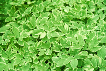 Top view background of green leaves. Aegopodium podagraria Variegata, perennial shrub, garden decoration. High quality photo