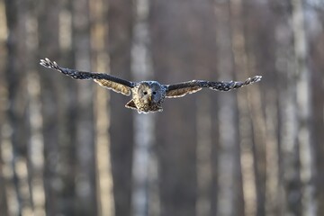 Ural owl in flight birch trees in the background