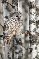 Ural owl on birch tree