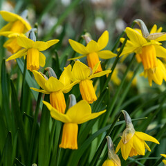 yellow daffodils in spring