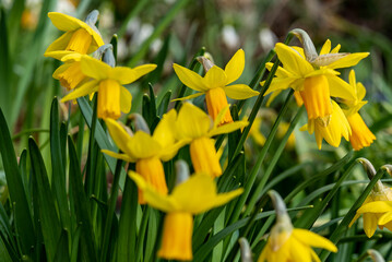 yellow daffodils in the garden