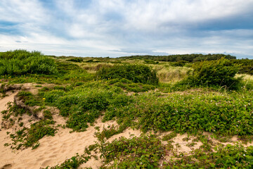 Fototapeta na wymiar Grüne Dünenlandschaft an der englischen Küste