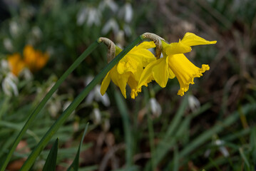 daffodil 