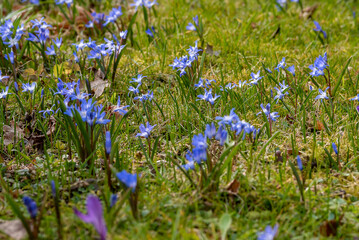 Blue flower in spring