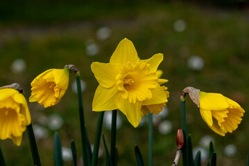 daffodils in spring