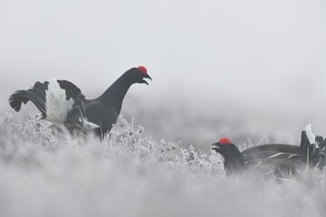 Black grouse fighting in the foggy bog early in the morning