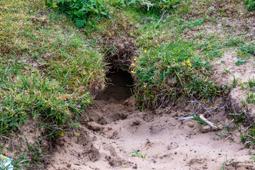 hasenbau Löcher eingang