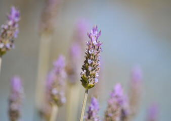 Close-up of a lavender plant flower.