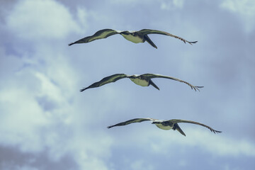 Formation Flight of The Pelicans