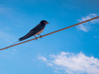 Swallow on a wire