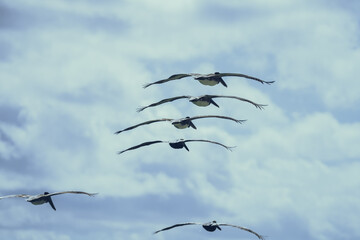Formation Flight of The Pelicans