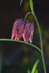 Piękno  szachownicy kostkowatej (Fritillaria meleagris)	 - obrazy, fototapety, plakaty