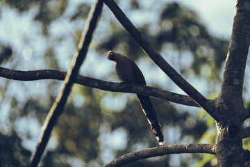 Solitary Sentinel: Squirrel Cuckoo