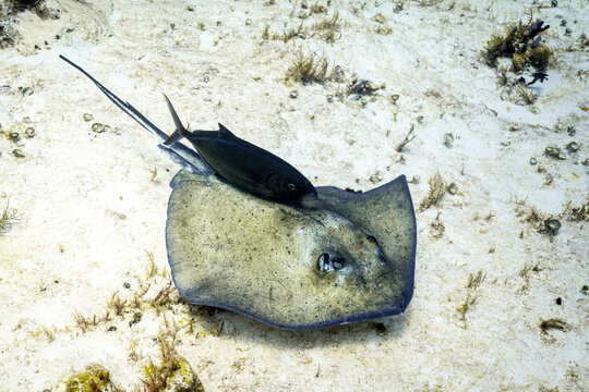 Underwater Stealth: Southern Stingray