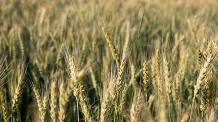 Close up of ripening yellow ears of wheat on the field in summer.