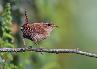 Portrait of a cute and tiny eurasian wren (Troglodytes troglodytes) standing on a branch with natural green forest background. Small wild garden bird background image. Lugo, Spain.