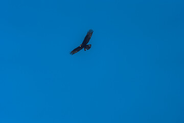 Zone-tailed Hawk Buteo albonotatus soaring high in the sky while hunting