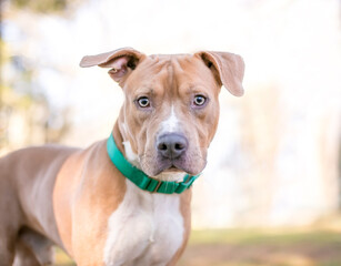 A fawn and white color Pit Bull Terrier mixed breed dog with floppy ears, wearing a green collar