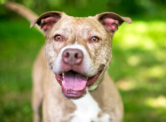 A senior Pit Bull Terrier mixed breed dog with a happy expression