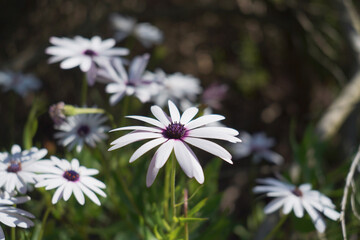 flowers in the garden