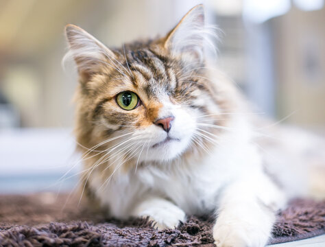 A fluffy one-eyed tabby cat lying down in a relaxed position