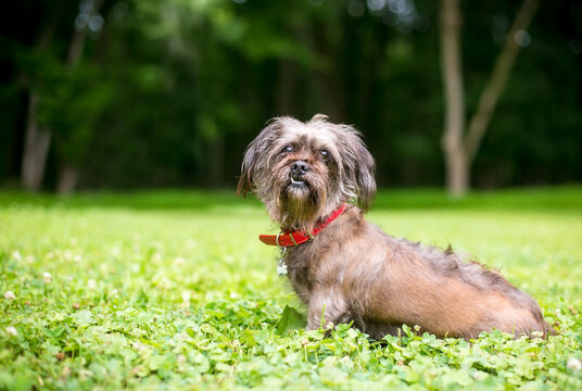 A scruffy mixed breed dog with an underbite and snaggletooth