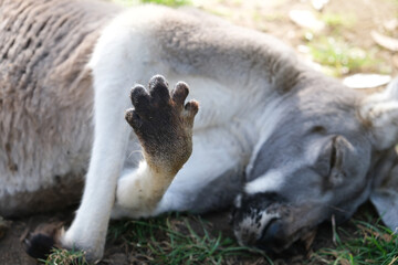 Paw of a grey Australian kangaroo sleeping in the park
