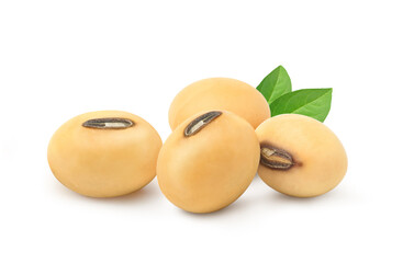 Soybeans  with green leaves  isolated on white background.