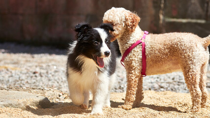 border collie playing with poddle
