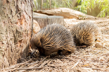 National animal of Australia - Echidna	