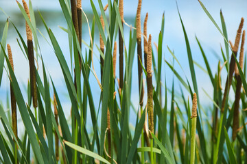 Obraz premium Reeds on the shore of a pond or river. Aquatic plants. Diversity of flora.