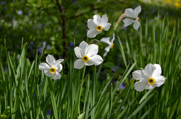 white flowers of daffodils in a spring flower bed