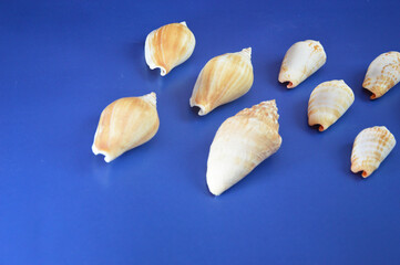 White seashells lying in a row on a blue background. Interior decor, summer background. Close-up. Free space for text.