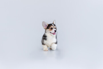 Corgi puppy smiling and walking leisurely against a white background