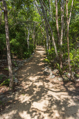 Disparo vertical de un hermoso camino en un bosque a la luz del día
