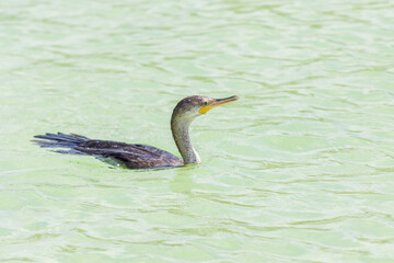 Primer plano del gran cormorán flotando en la superficie del agua.