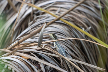 Primer plano de la lagartija en la hierba seca.