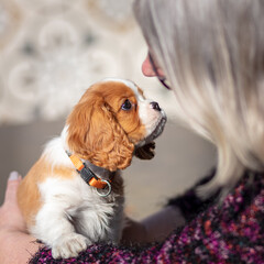 10 weeks  old puppy cavalier king charles spaniel