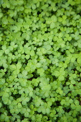 The leaves of young spring clover are light green.