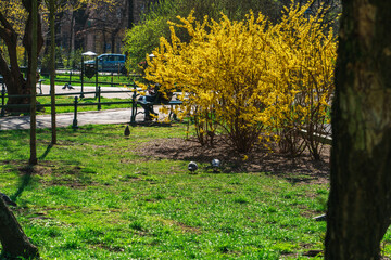 Yellow bush of blooming forsythia in sunlight in a city park on a green lawn. Bright spring day