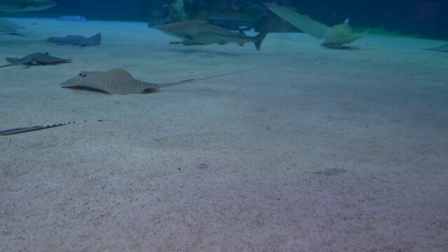 group of sharks and rays swimming peacefully in the water and sea bottom