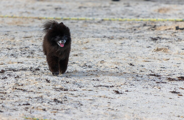 Perrito pomeriana caminando a la orilla de la playa.