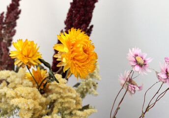 Three different dried flowers, isolated, rhodanthe, helichrysum, gypsum on paper watercolor...