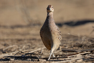 A female of common pheasants walks through the dry branches of a tree at the edge of a meadow..