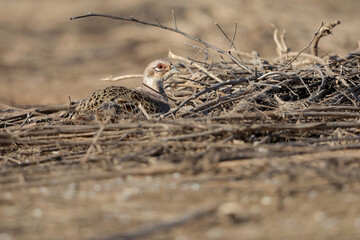 A female of common pheasants  hides among the dry branches of a tree at the edge of a meadow.