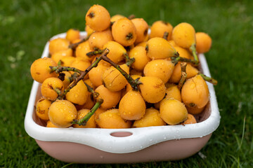 Full basket of fresh loquat fruit